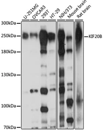 Anti-KIF20B antibody used in Western Blot (WB). GTX66368