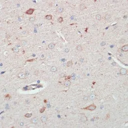 Anti-AFG3L2 antibody used in IHC (Paraffin sections) (IHC-P). GTX66373