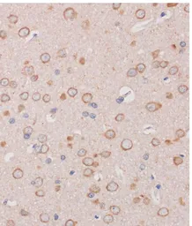 Anti-TRAPPC6B antibody used in IHC (Paraffin sections) (IHC-P). GTX66398