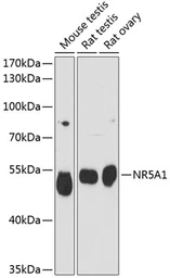 Anti-Steroidogenic Factor 1 antibody used in Western Blot (WB). GTX66406