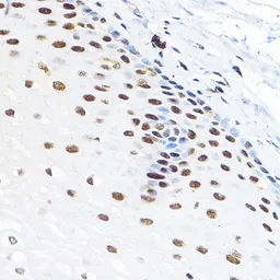 Anti-TFIIB antibody used in IHC (Paraffin sections) (IHC-P). GTX66408