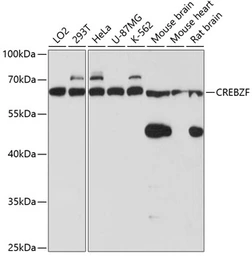 Anti-CREBZF antibody used in Western Blot (WB). GTX66426