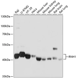 Anti-Ribonuclease Inhibitor antibody used in Western Blot (WB). GTX66433