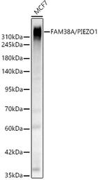 Anti-FAM38A antibody used in Western Blot (WB). GTX66441