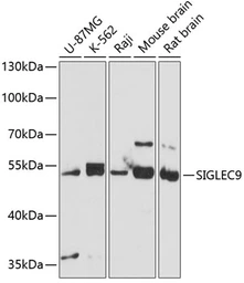 Anti-SIGLEC9 antibody used in Western Blot (WB). GTX66449
