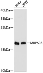 Anti-MRPS28 antibody used in Western Blot (WB). GTX66451