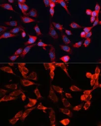 Anti-MRPS28 antibody used in Immunocytochemistry/ Immunofluorescence (ICC/IF). GTX66451
