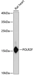 Anti-POLR2F antibody used in Western Blot (WB). GTX66485