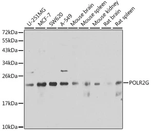 Anti-POLR2G antibody used in Western Blot (WB). GTX66486