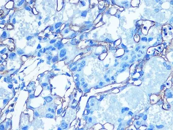 Anti-GluT1 antibody used in IHC (Paraffin sections) (IHC-P). GTX66489