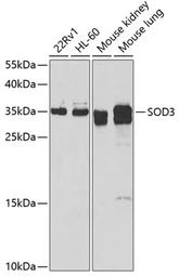 Anti-SOD3 antibody used in Western Blot (WB). GTX66490