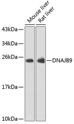 Anti-DNAJB9 antibody used in Western Blot (WB). GTX66496