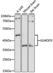 Anti-ELMOD3 antibody used in Western Blot (WB). GTX66497