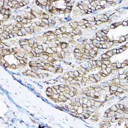 Anti-GNB2 antibody used in IHC (Paraffin sections) (IHC-P). GTX66519