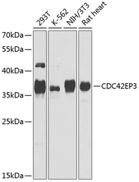 Anti-CDC42EP3 antibody used in Western Blot (WB). GTX66524