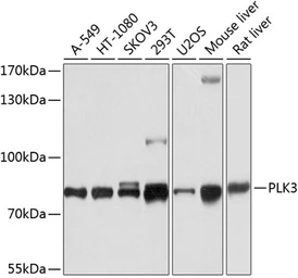 Anti-Fnk antibody used in Western Blot (WB). GTX66538