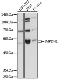 Anti-IMPDH1 antibody used in Western Blot (WB). GTX66572