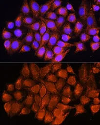 Anti-ATP5D antibody used in Immunocytochemistry/ Immunofluorescence (ICC/IF). GTX66588