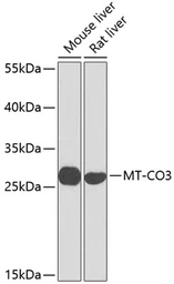 Anti-MTCO3 antibody used in Western Blot (WB). GTX66589