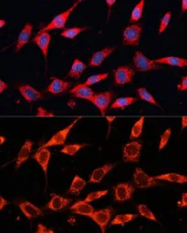 Anti-PDHA2 antibody used in Immunocytochemistry/ Immunofluorescence (ICC/IF). GTX66591