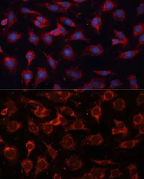 Anti-PDHA2 antibody used in Immunocytochemistry/ Immunofluorescence (ICC/IF). GTX66591