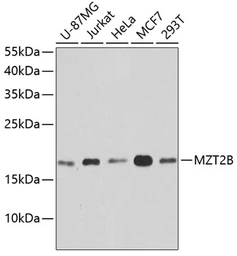 Anti-MZT2B antibody used in Western Blot (WB). GTX66597
