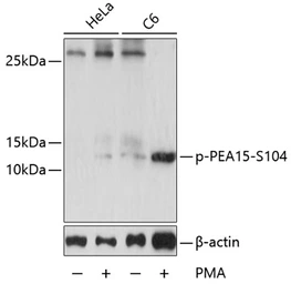 Anti-PEA15 (phospho Ser104) antibody used in Western Blot (WB). GTX66602