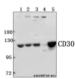 Anti-CD30 antibody used in Western Blot (WB). GTX66610