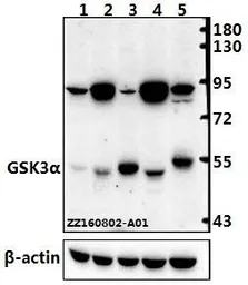 Anti-GSK3 alpha antibody used in Western Blot (WB). GTX66620