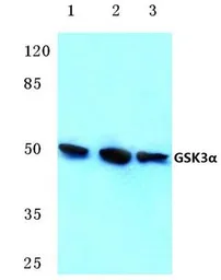 Anti-GSK3 alpha antibody used in Western Blot (WB). GTX66620