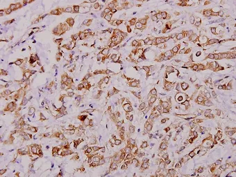 Anti-PLA2G4A antibody used in IHC (Paraffin sections) (IHC-P). GTX66631
