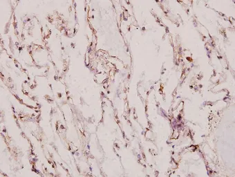 Anti-XRCC1 antibody used in IHC (Paraffin sections) (IHC-P). GTX66634