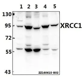 Anti-XRCC1 antibody used in Western Blot (WB). GTX66634