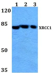 Anti-XRCC1 antibody used in Western Blot (WB). GTX66634