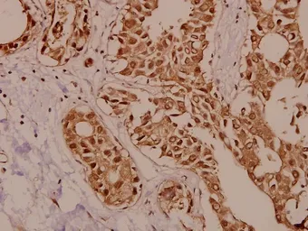 Anti-PKC zeta antibody used in IHC (Paraffin sections) (IHC-P). GTX66637
