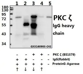 Anti-PKC zeta antibody used in Immunoprecipitation (IP). GTX66637