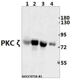 Anti-PKC zeta antibody used in Western Blot (WB). GTX66637