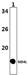 Anti-ND4L antibody used in Western Blot (WB). GTX66639