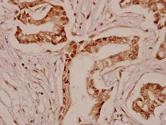 Anti-TPH1 antibody used in IHC (Paraffin sections) (IHC-P). GTX66644