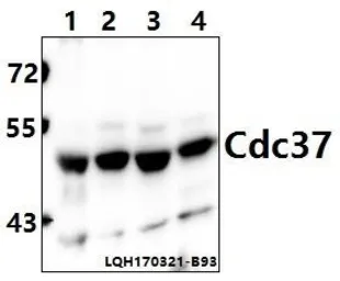 Anti-CDC37 antibody used in Western Blot (WB). GTX66645