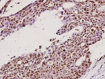 Anti-IKK gamma antibody used in IHC (Paraffin sections) (IHC-P). GTX66648