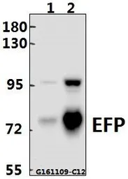 Anti-TRIM25 antibody used in Western Blot (WB). GTX66657