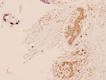 Anti-MED1 antibody used in IHC (Paraffin sections) (IHC-P). GTX66658