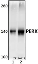 Anti-PERK antibody used in Western Blot (WB). GTX66661