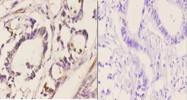 Anti-CDC37 antibody used in IHC (Paraffin sections) (IHC-P). GTX66664