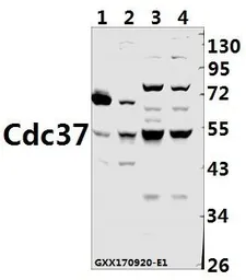 Anti-CDC37 antibody used in Western Blot (WB). GTX66664