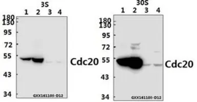 Anti-CDC20 antibody used in Western Blot (WB). GTX66665