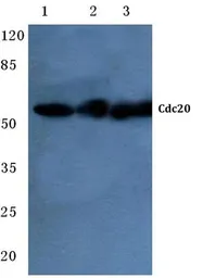 Anti-CDC20 antibody used in Western Blot (WB). GTX66665