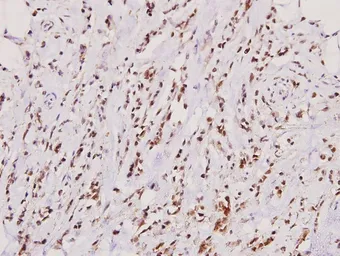 Anti-ROR alpha antibody used in IHC (Paraffin sections) (IHC-P). GTX66669