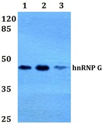 Anti-hnRNP G antibody used in Western Blot (WB). GTX66670